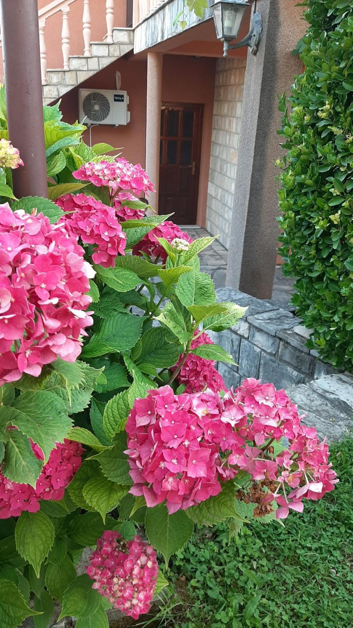 Apartmani "Dukic" Pelinovo Habitación foto