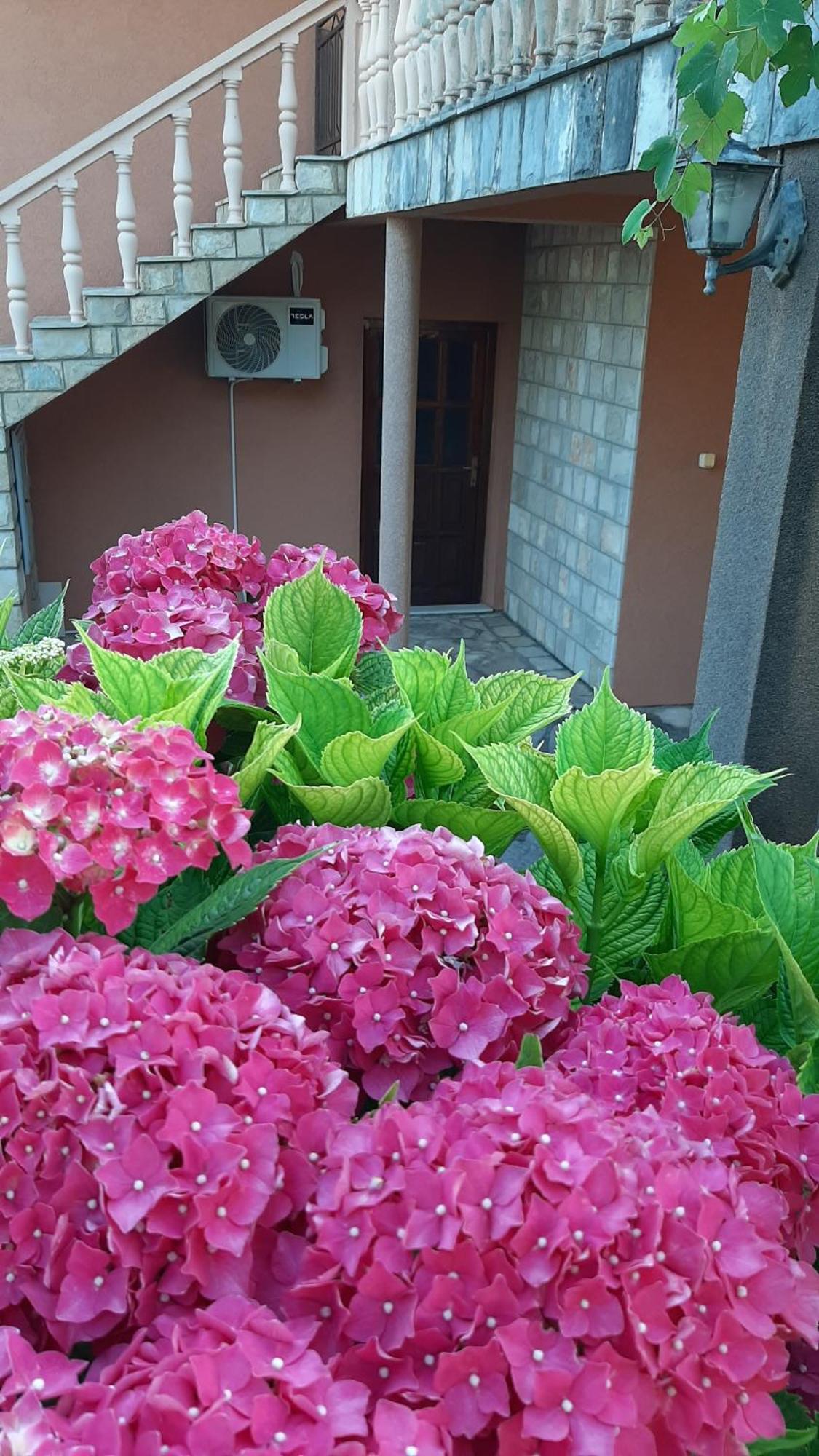 Apartmani "Dukic" Pelinovo Habitación foto